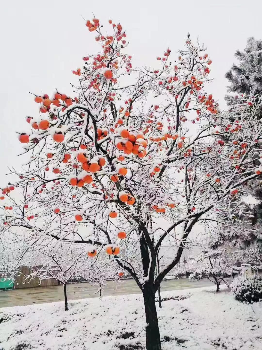 有一種堅守，叫風(fēng)雪無阻
